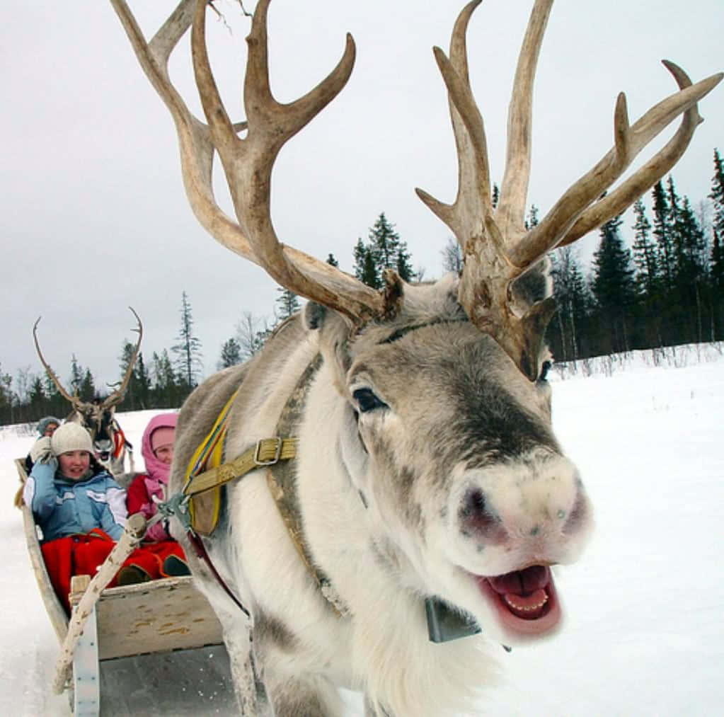A Reindeer Pulling A Sled With A Child In It