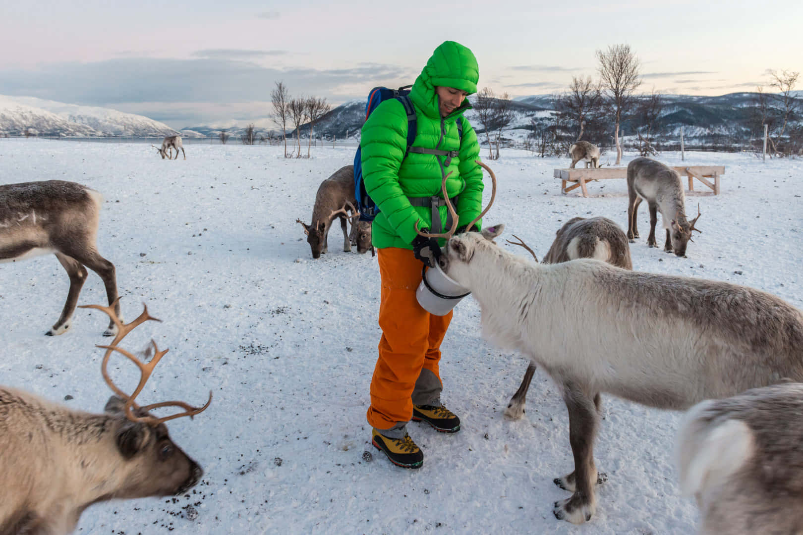 Reviving the Spirit of Christmas with Reindeer