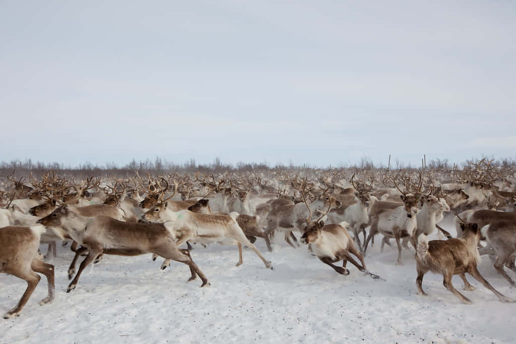 A herd of reindeer grazing on grass