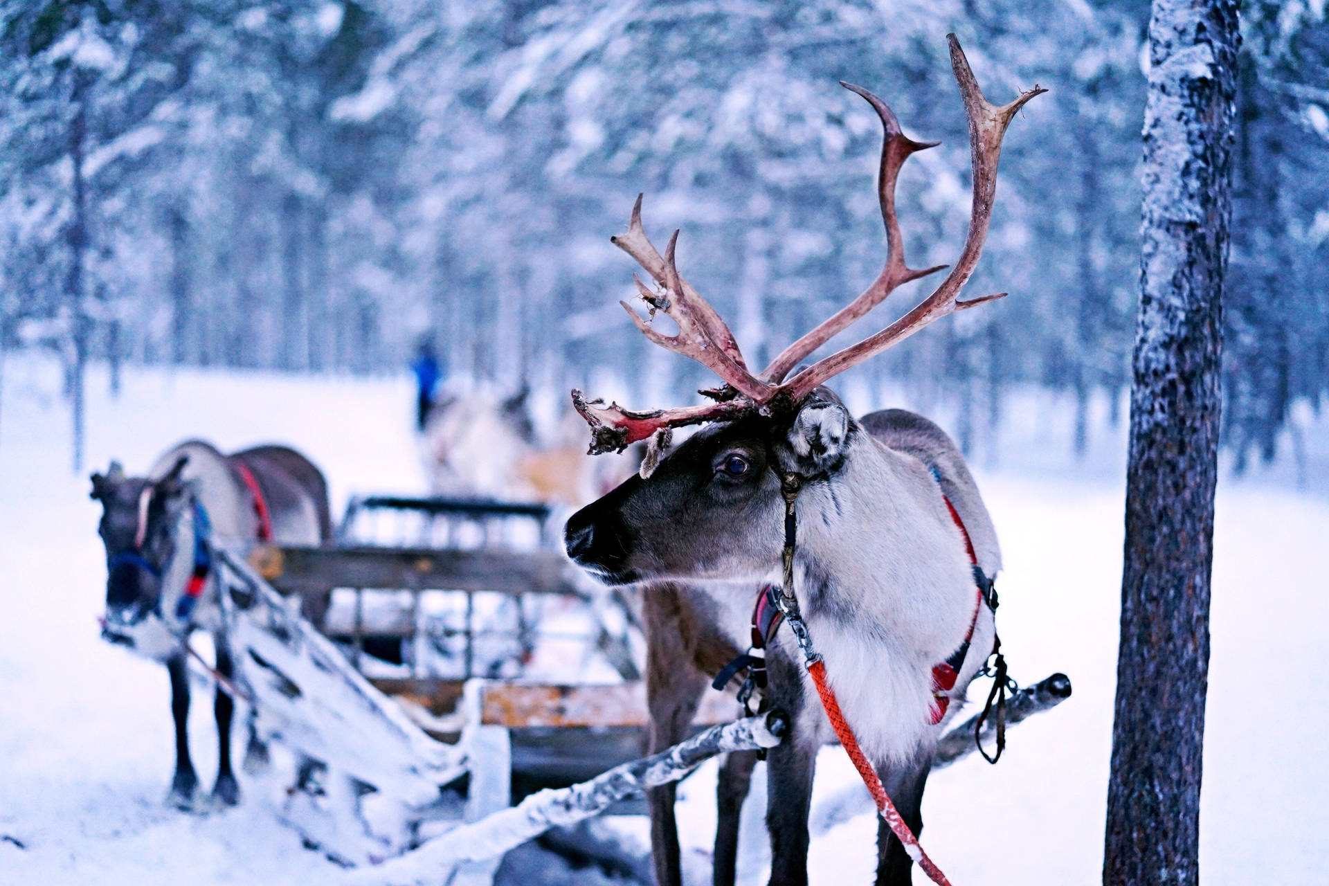 Reindeer With A Sledge Wallpaper