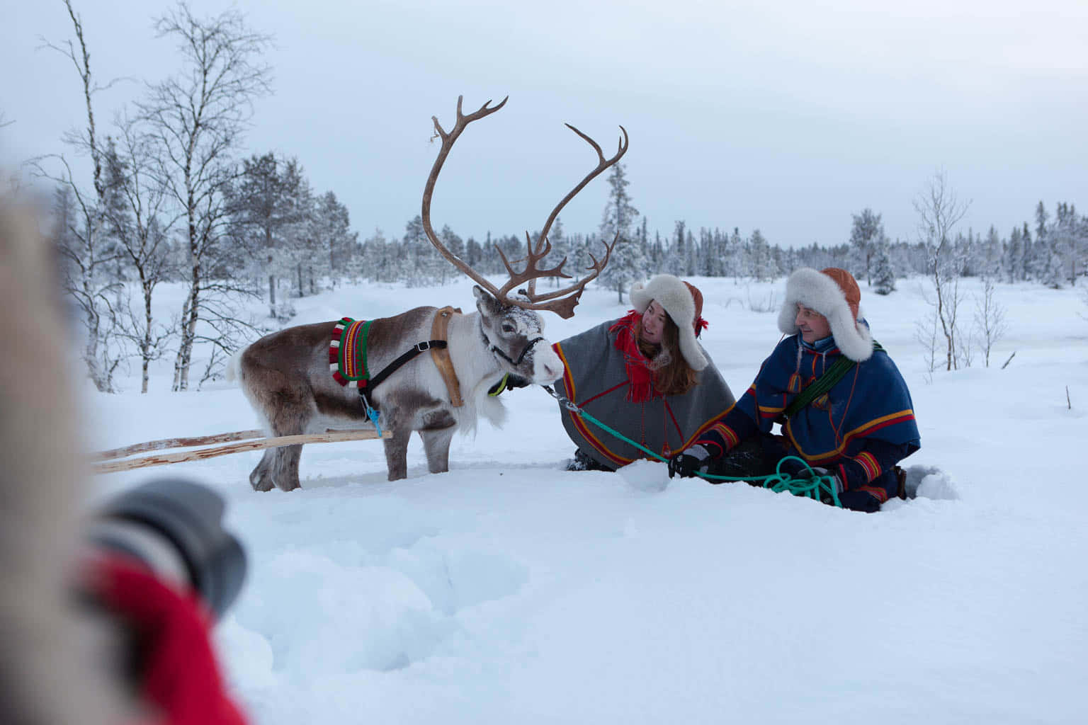 Reindeerand Sami Culture Kiruna Sweden.jpg Wallpaper