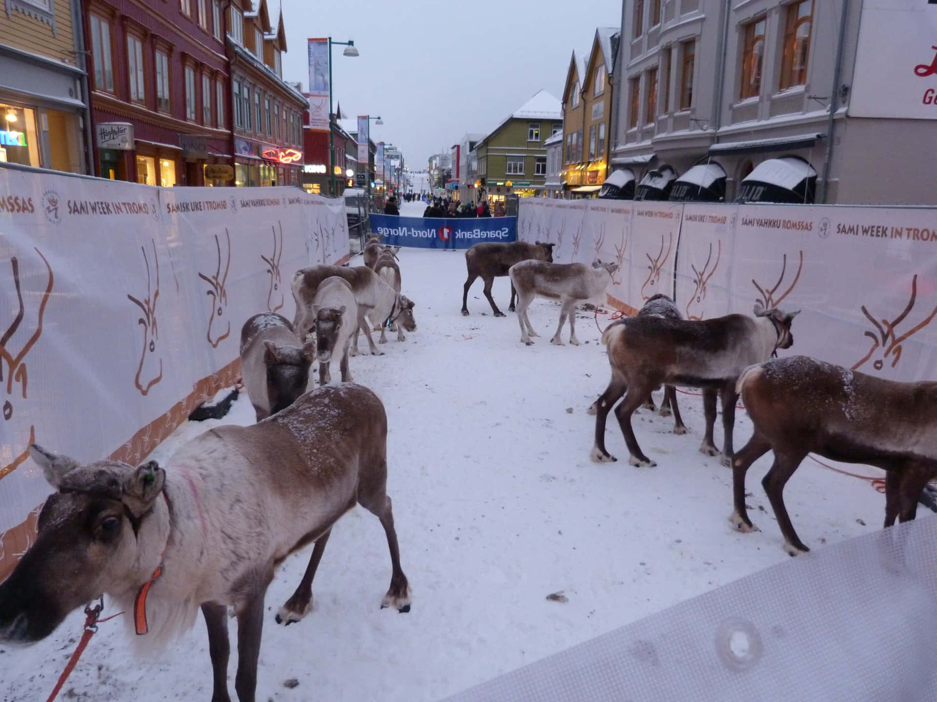 Reindeerin Tromso City Center Wallpaper
