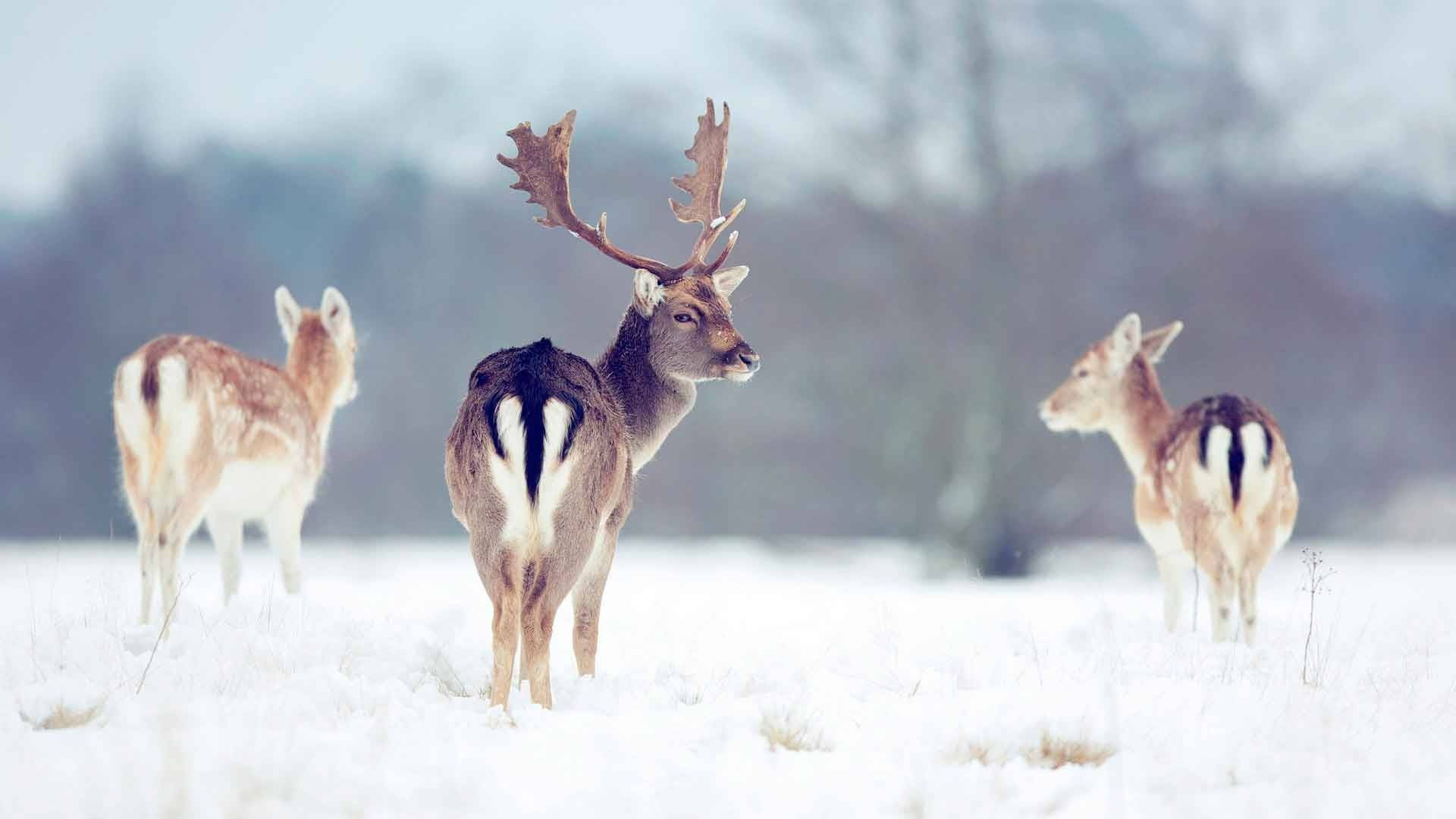 Reindeers Walking On Snow Wallpaper