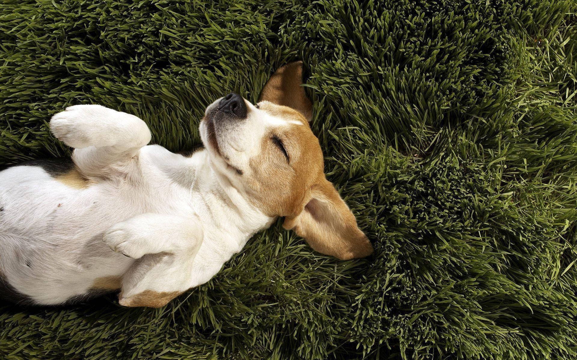 Relaxed Beagleon Green Grass.jpg Wallpaper