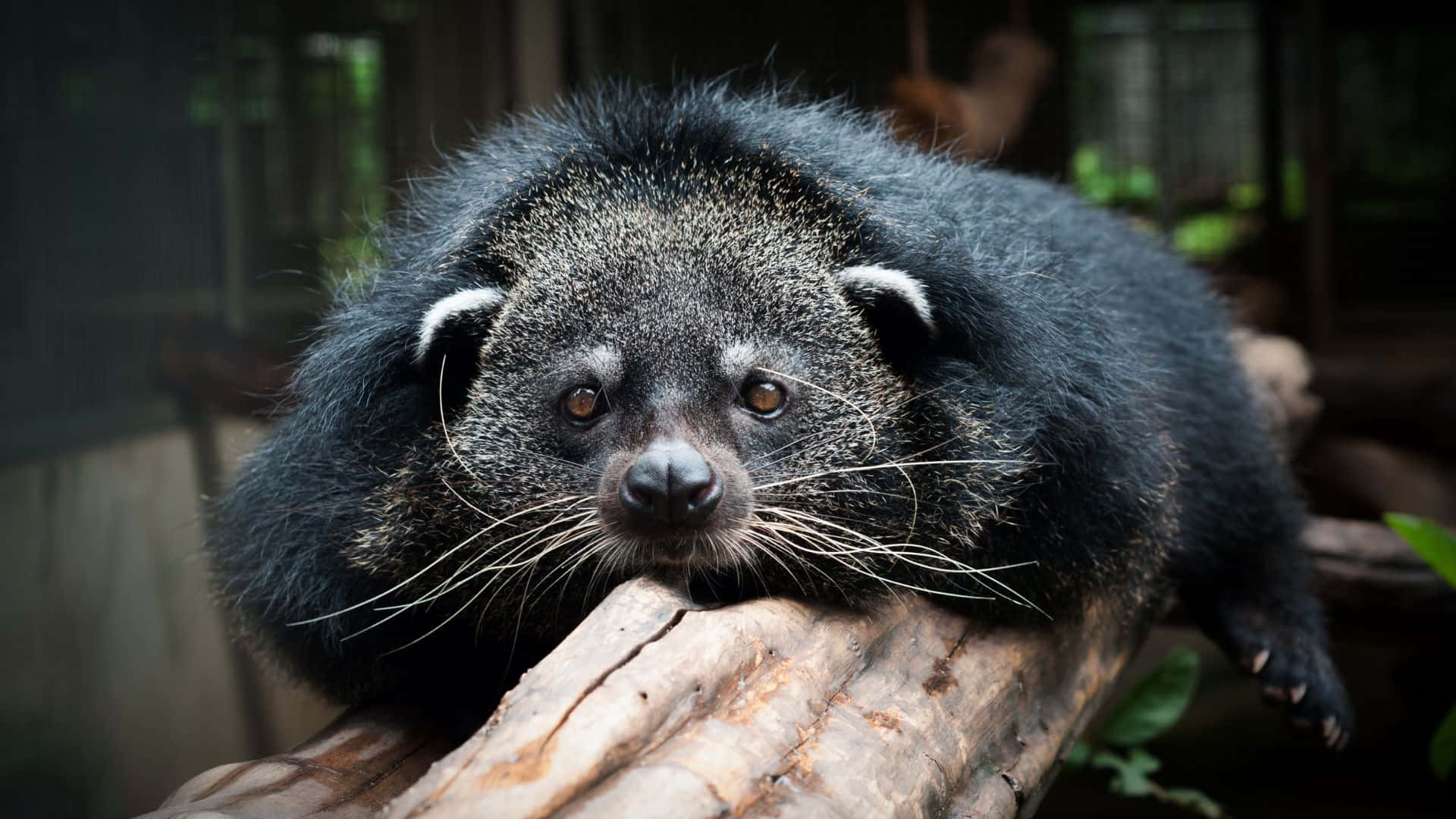 Binturong Détendu Reposant Sur Une Bûche Fond d'écran