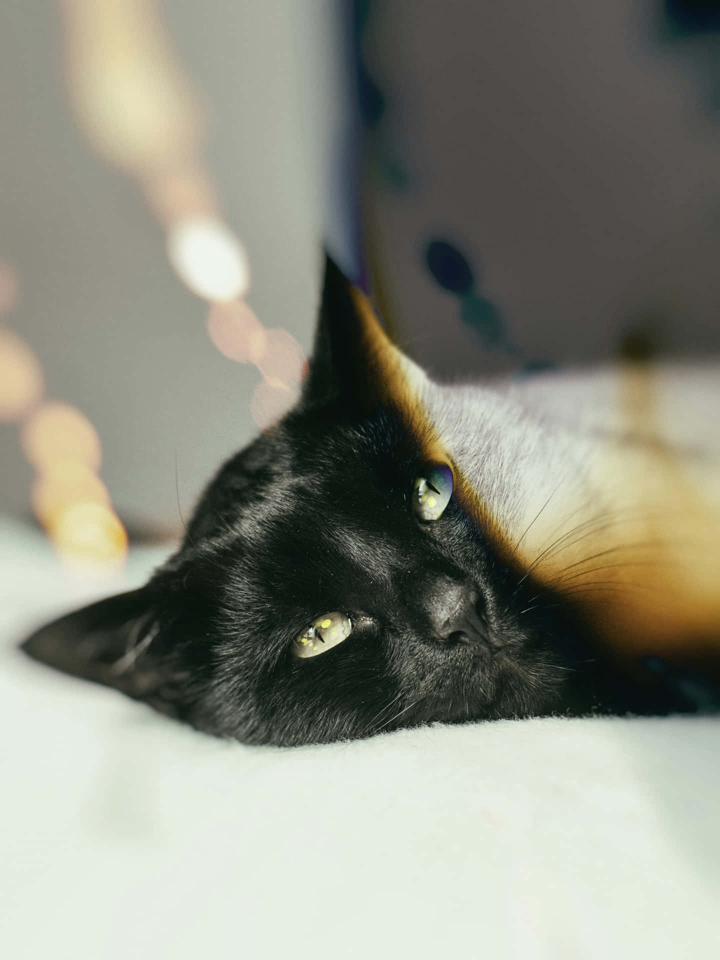 Relaxed Black Catwith Yellow Eyes Wallpaper