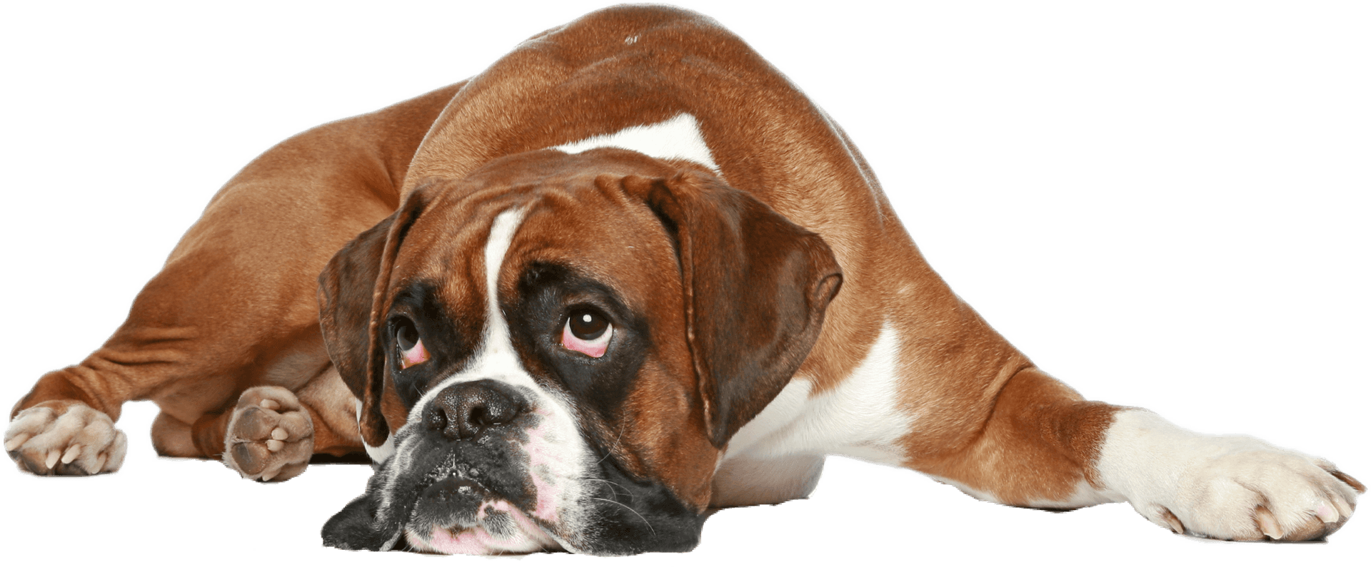 Relaxed Boxer Dog Lying Down PNG