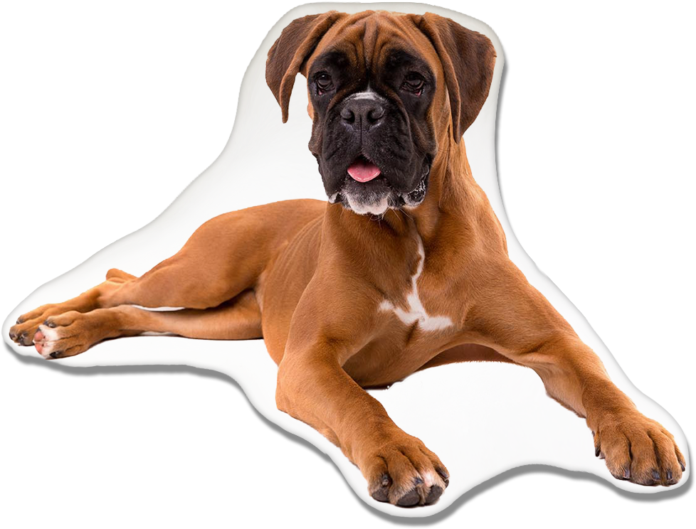Relaxed Boxer Dog Lying Down.png PNG