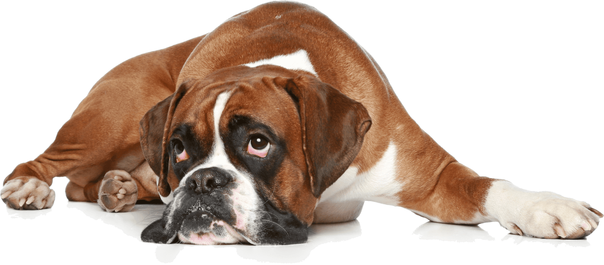 Relaxed Boxer Dog Lying Down PNG