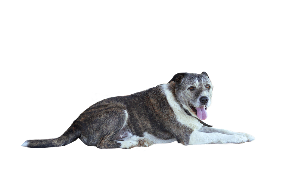 Relaxed Brindle Dog Lying Down.png PNG