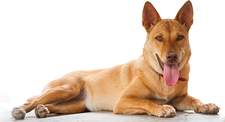 Relaxed Brown Dog Lying Down.png PNG