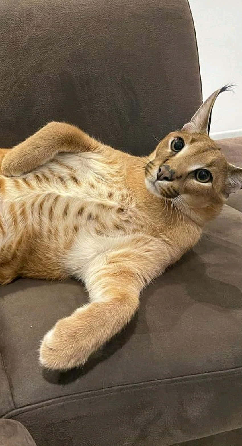 Relaxed Caracal Couch Pose.jpg Wallpaper