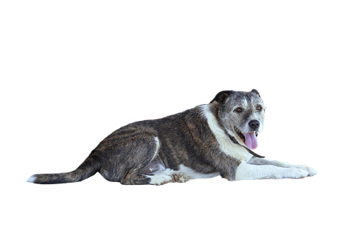 Relaxed Dog Black Background.png PNG