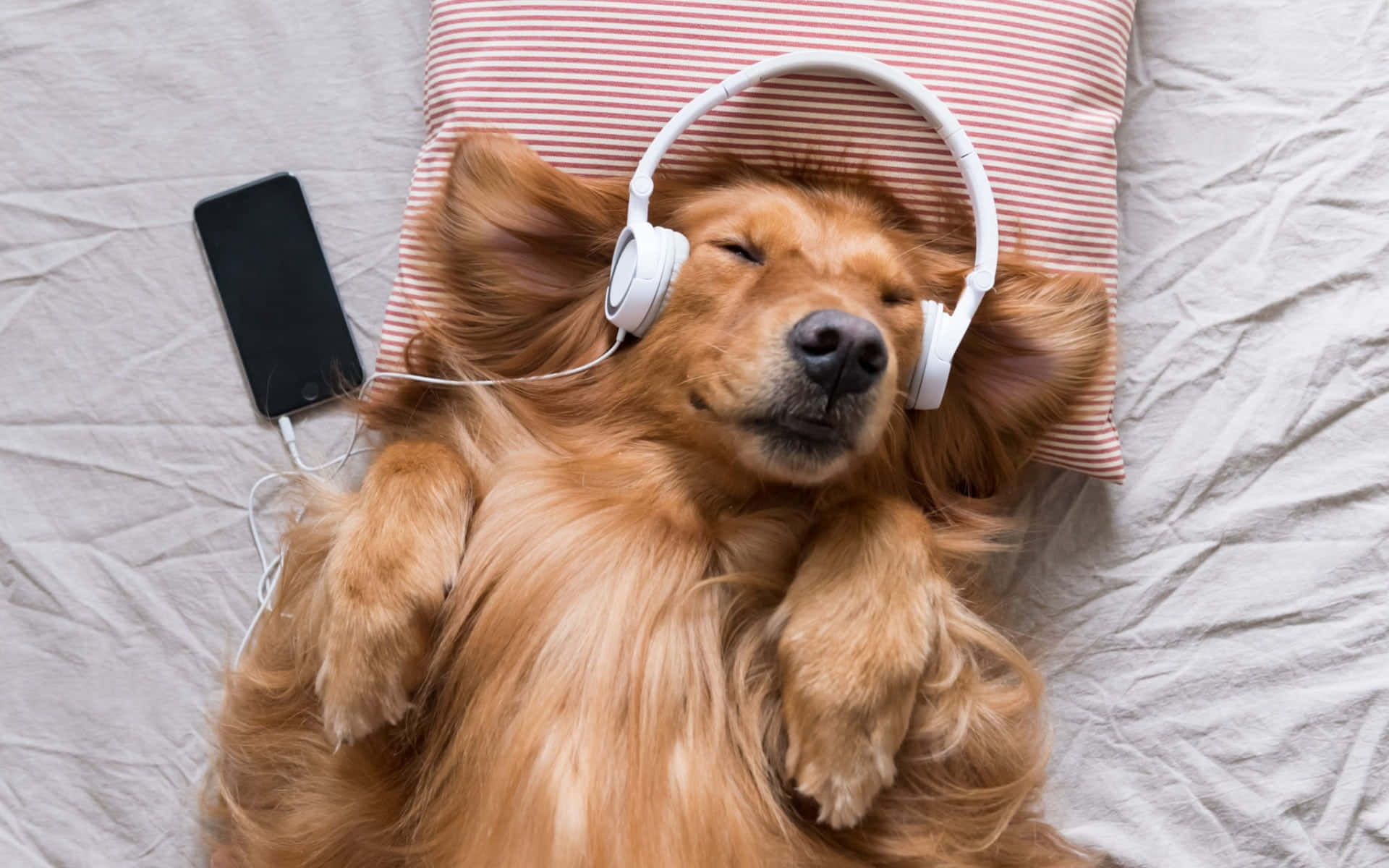 Relaxed Dog Listeningto Music.jpg Wallpaper