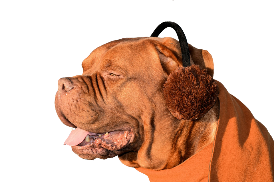 Relaxed Dog Wearing Earmuffs PNG