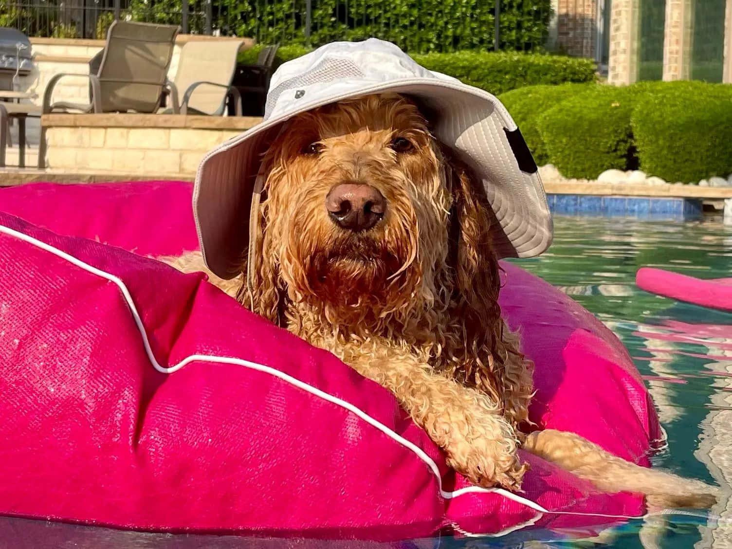 Relaxed Dogin Poolwith Hat Wallpaper