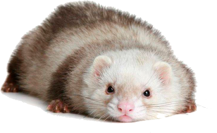 Relaxed Ferret Pose PNG