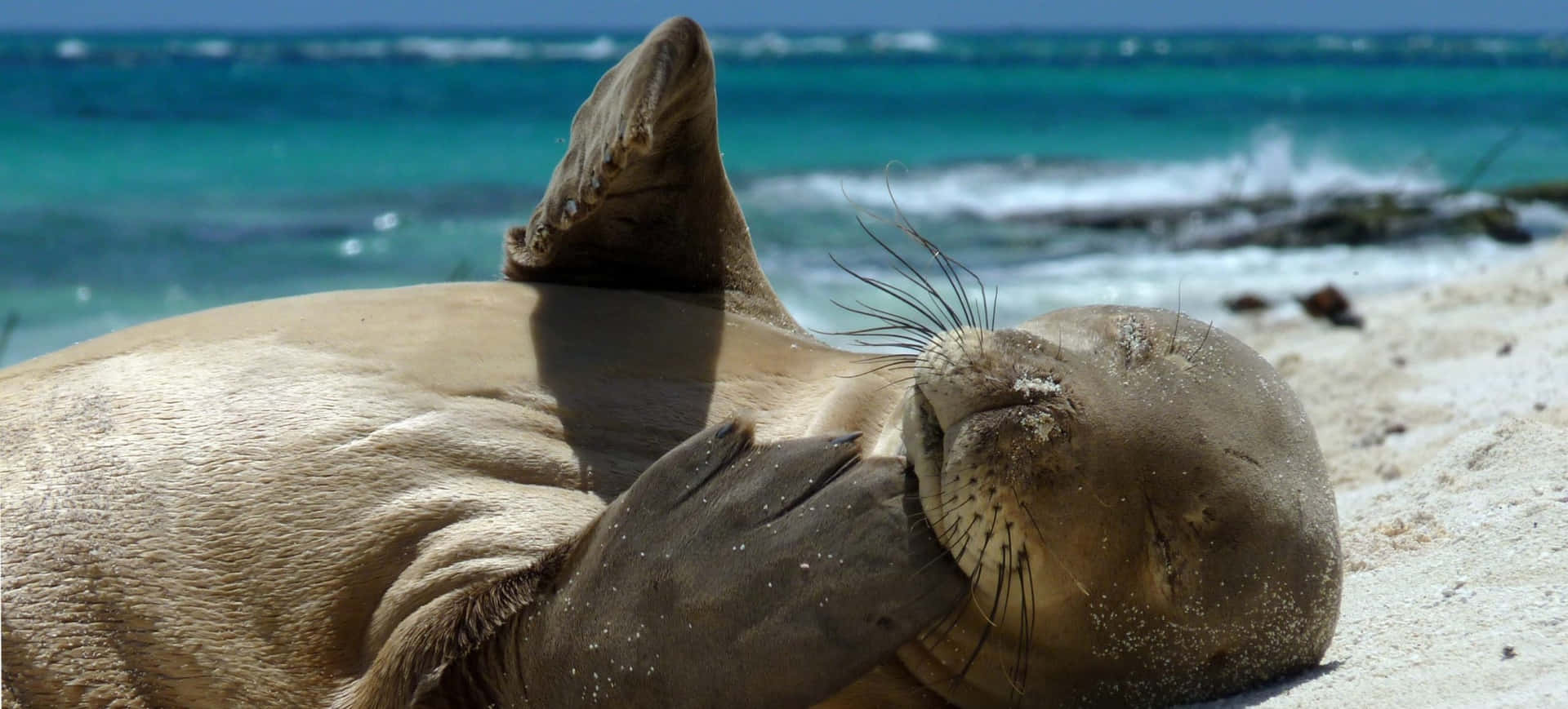 Relaxed Monk Seal On Beach Wallpaper