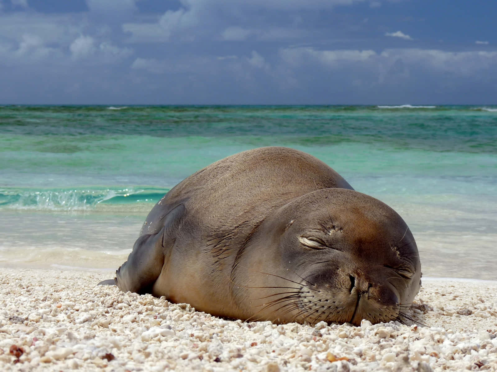 Relaxed Monk Seal On Beach Wallpaper