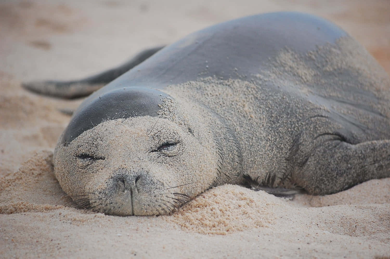 Relaxed Monk Seal On Sand Wallpaper