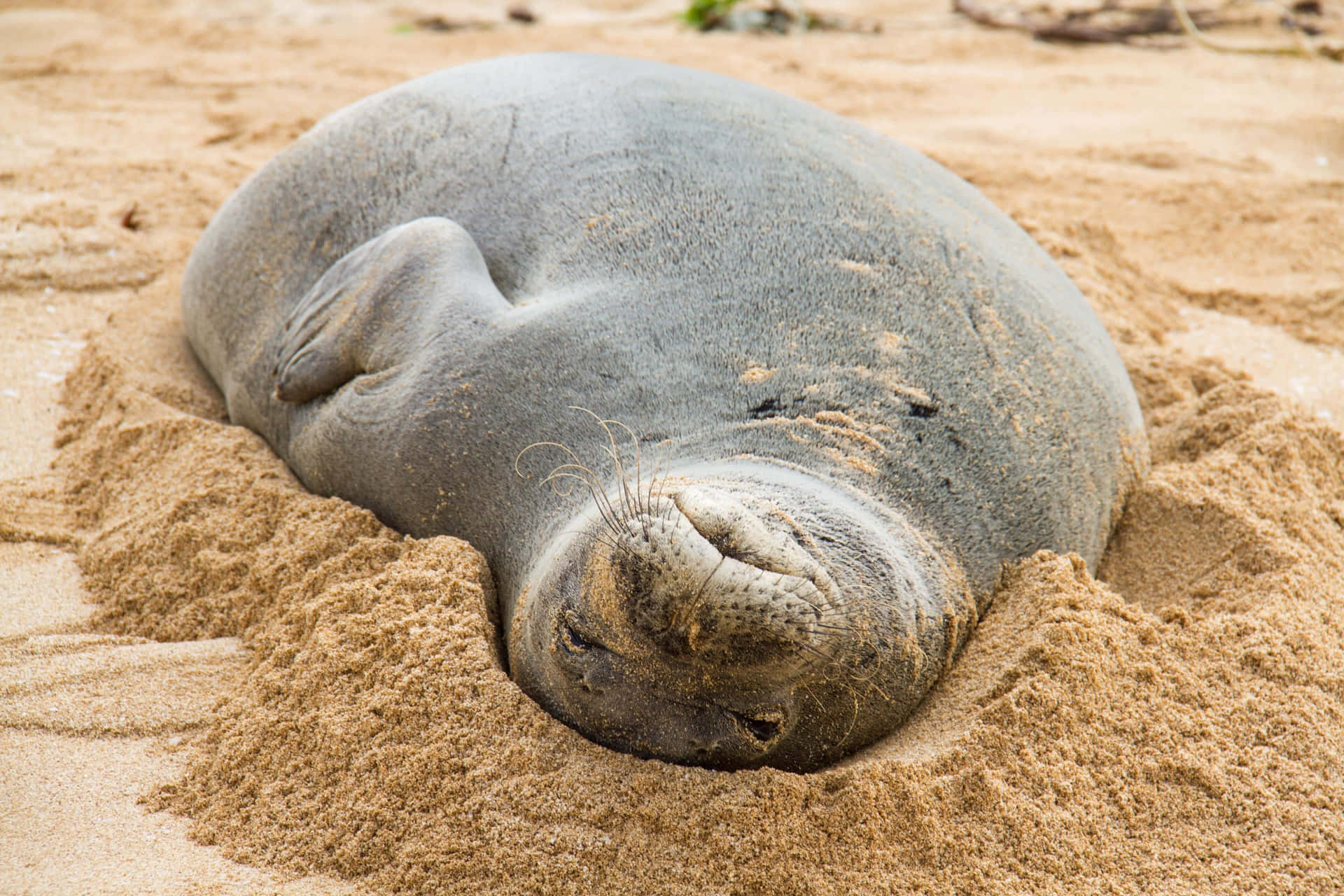 Relaxed Monk Seal On Sandy Beach.jpg Wallpaper