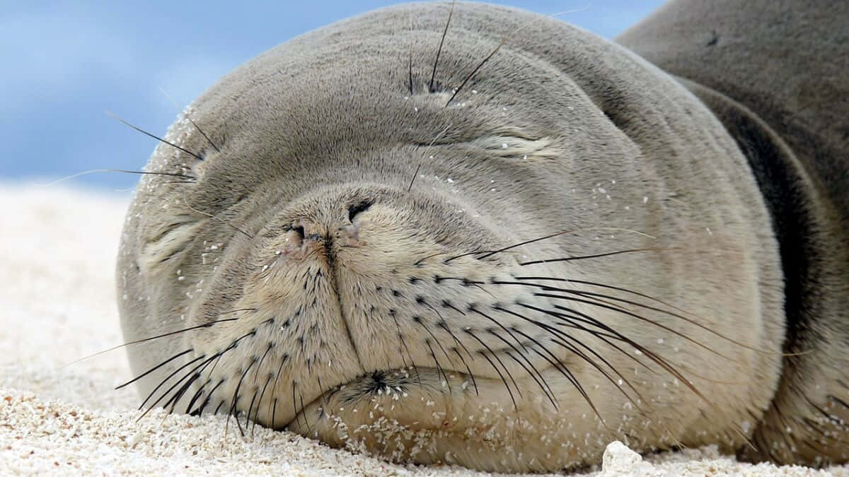 Relaxed Monk Seal Restingon Beach Wallpaper