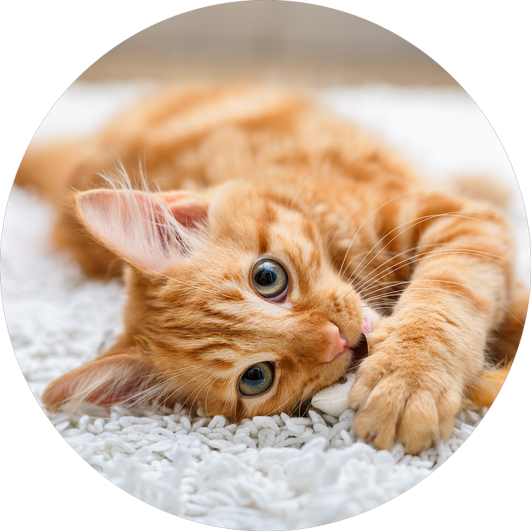 Relaxed Orange Kitten Carpet PNG