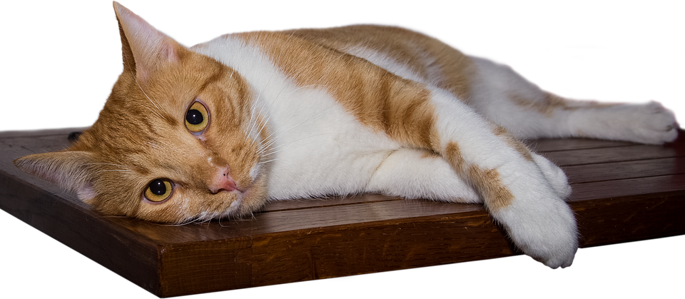 Relaxed Orange Tabby Caton Wooden Plank PNG