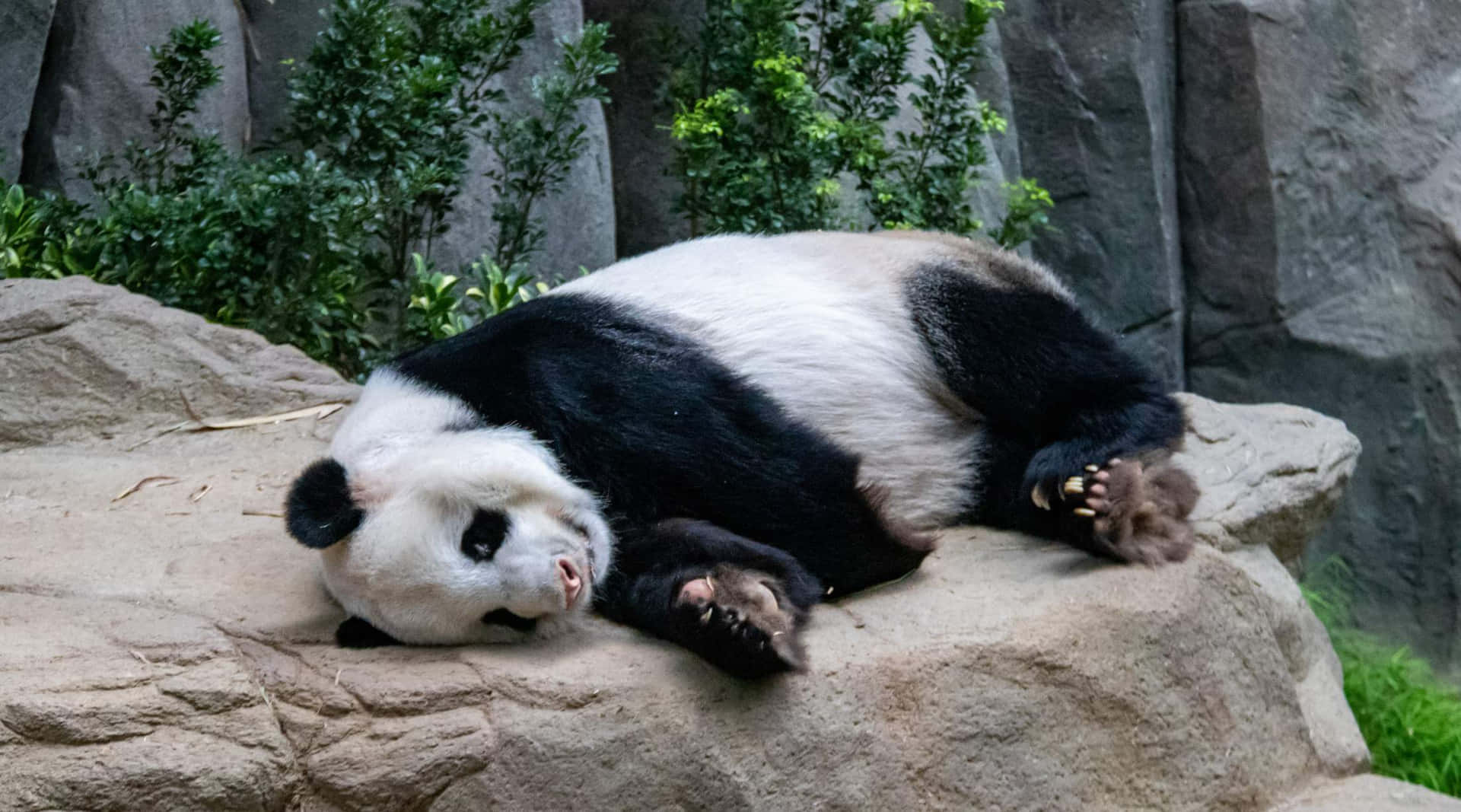 Relaxed_ Panda_ Singapore_ Zoo.jpg Wallpaper