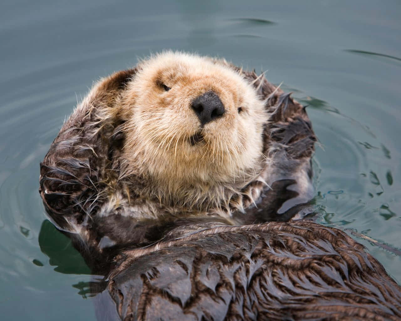 Relaxed Sea Otter Floating Water Wallpaper