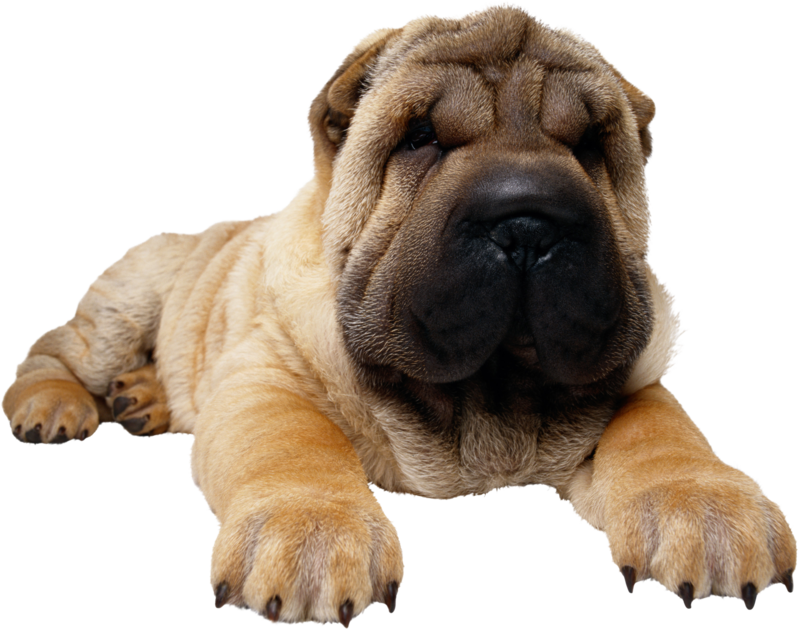 Relaxed Shar Pei Puppy PNG