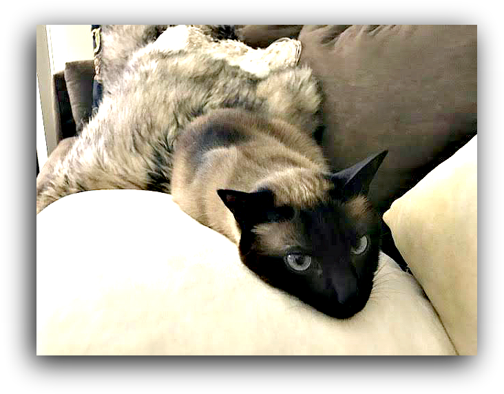 Relaxed Siamese Caton Couch PNG
