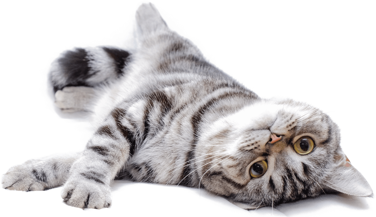Relaxed Tabby Cat Lying Down.png PNG
