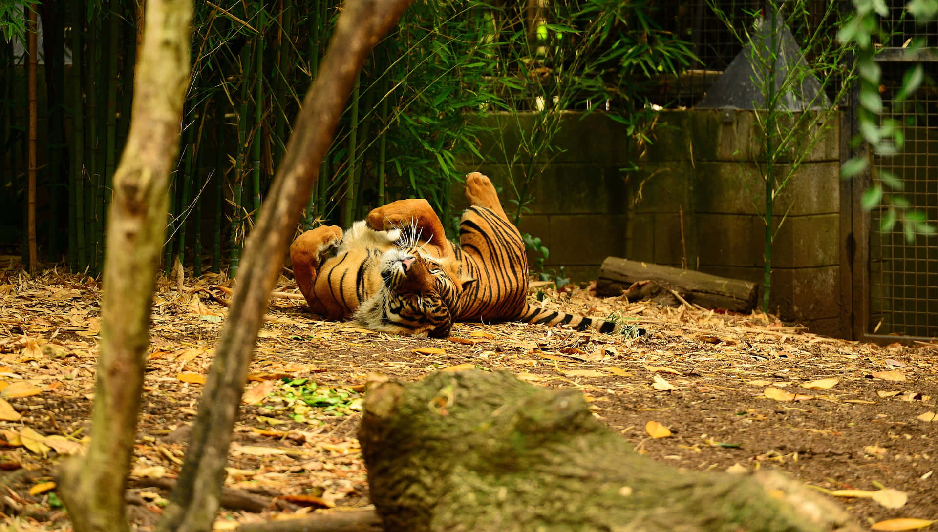 Relaxed Tiger Melbourne Zoo Wallpaper