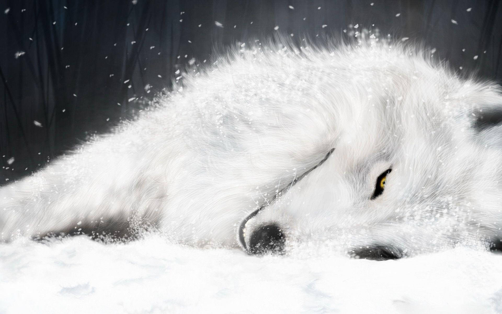 Relaxed Wolf Desktop Wallpaper