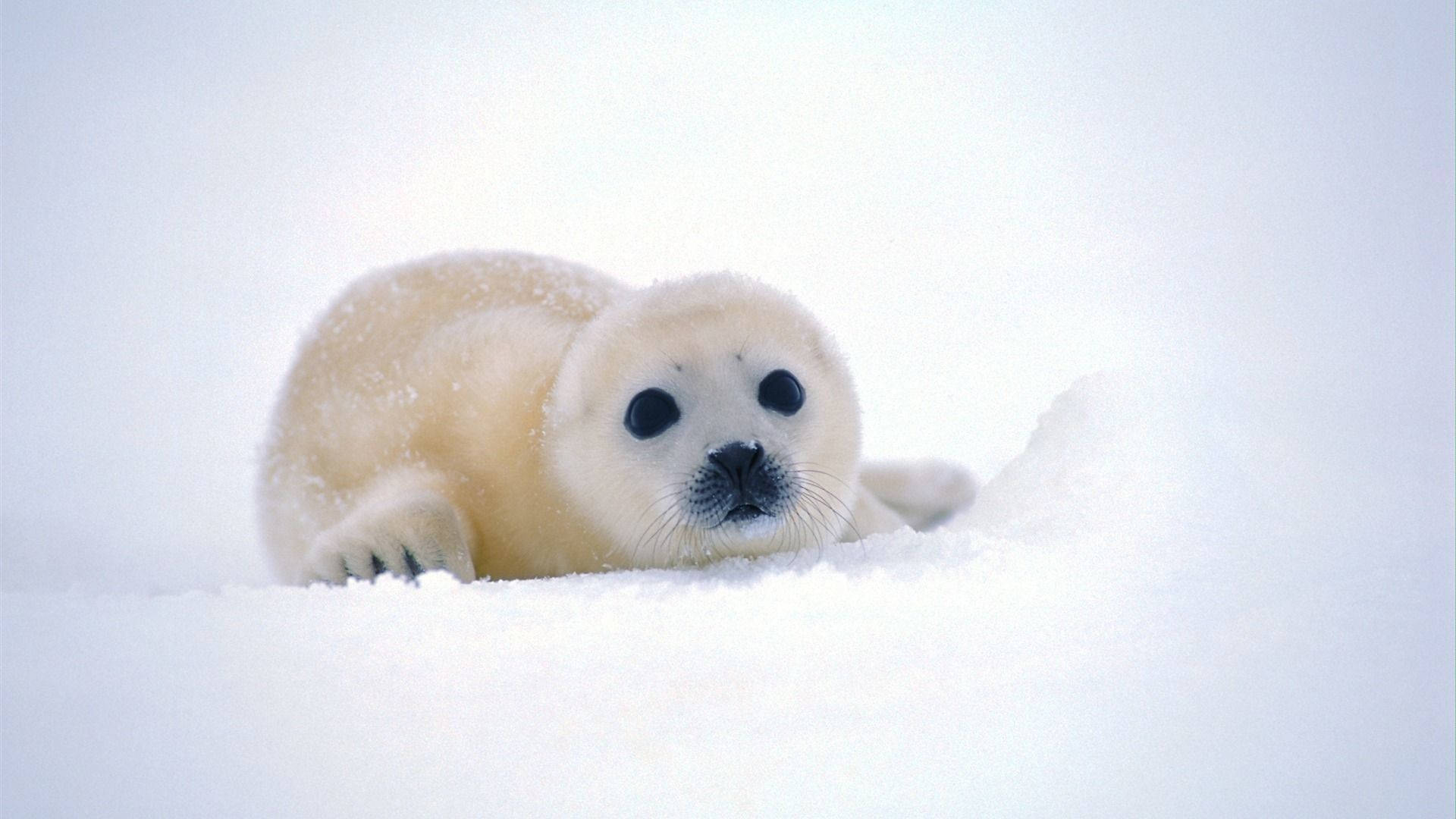 Relaxing Baby Seal Animal Wallpaper