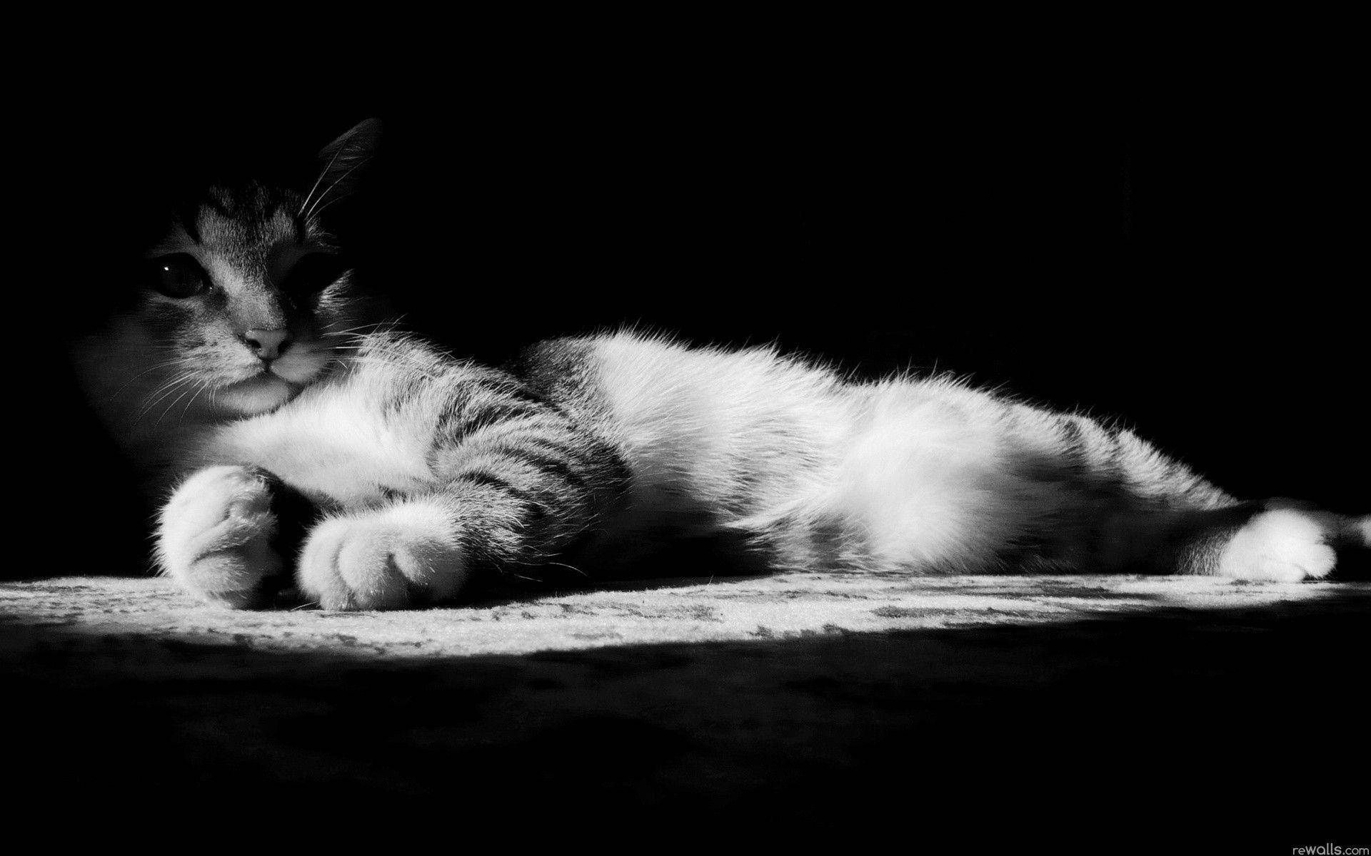 Relaxing Black And White Cat Wallpaper