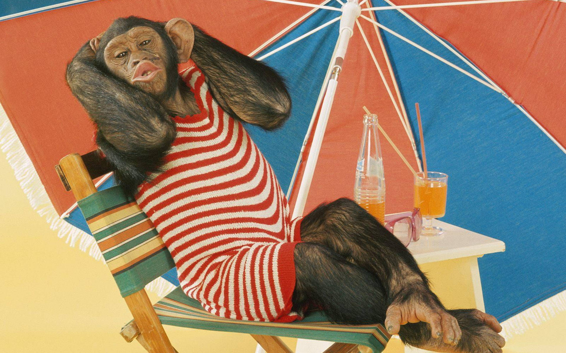 Relaxing Chimpanzee Beach Outfit Wallpaper