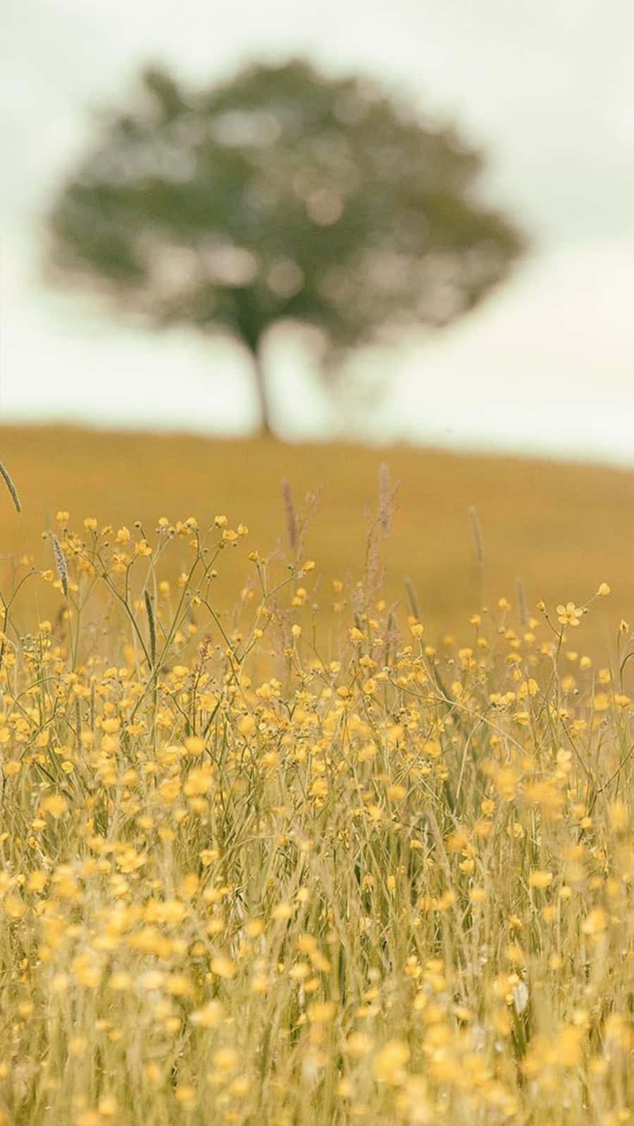 Feldmit Gelben Blumen Entspannendes Iphone-hintergrundbild. Wallpaper