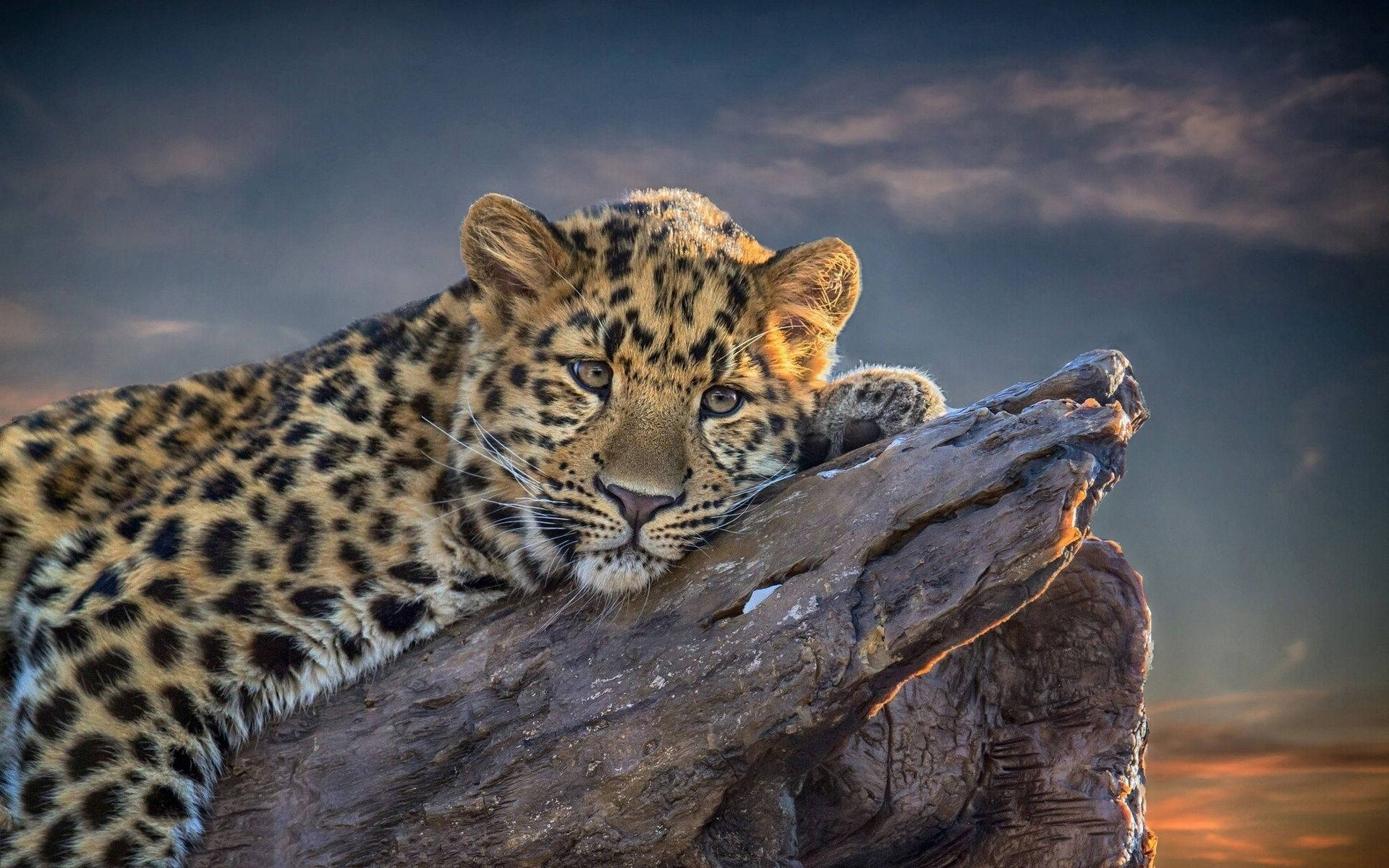 Relaxing Leopard Animal