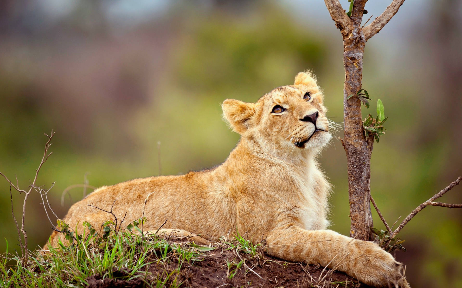 Relaxing Lion Cub