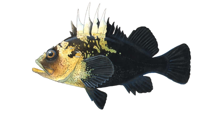 Quillback Rockfish Remarquable Nageant Dans Les Profondeurs De L'océan Fond d'écran