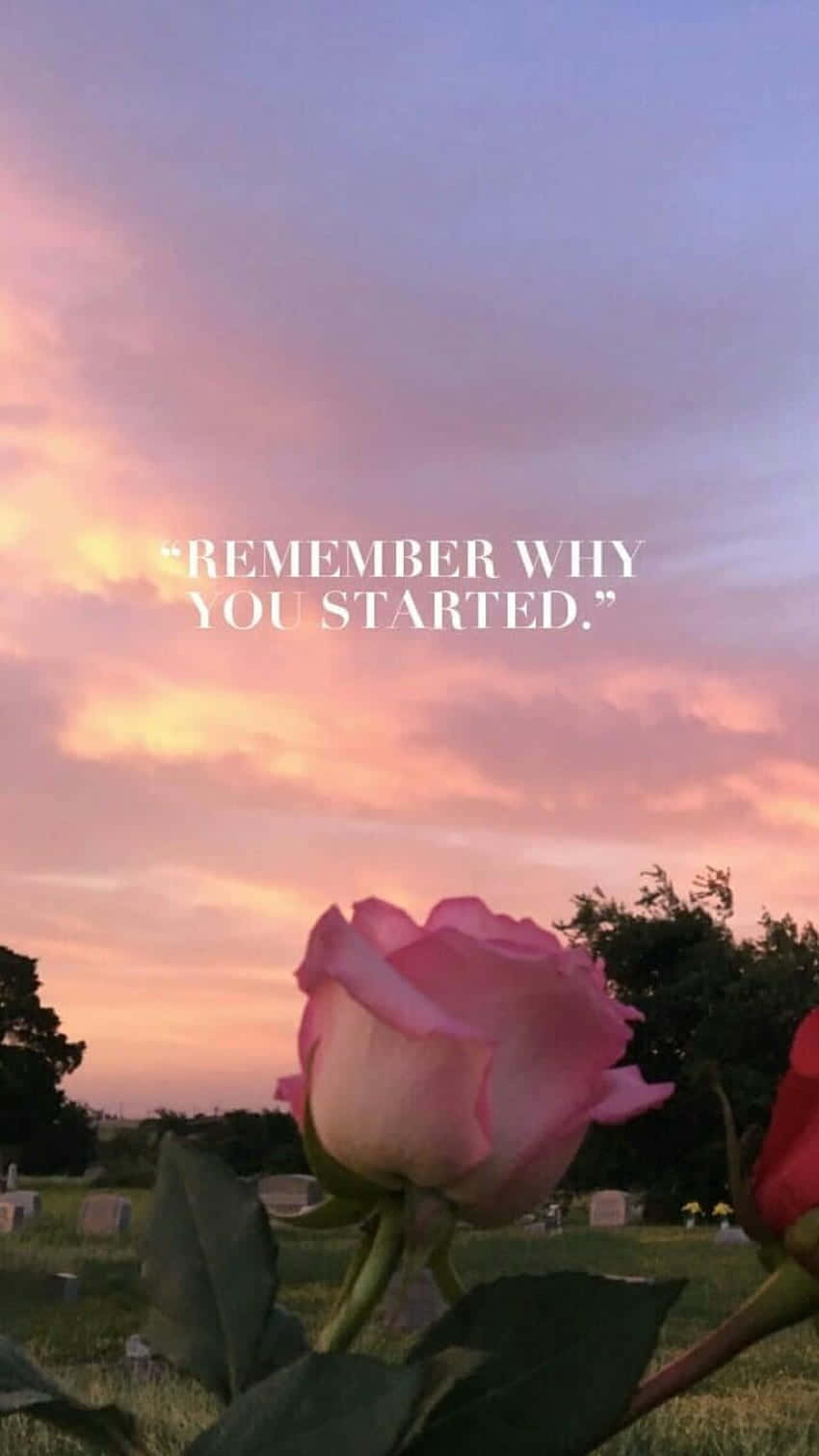 A Pink Rose With The Words Remember Why You Didn't Start? Wallpaper