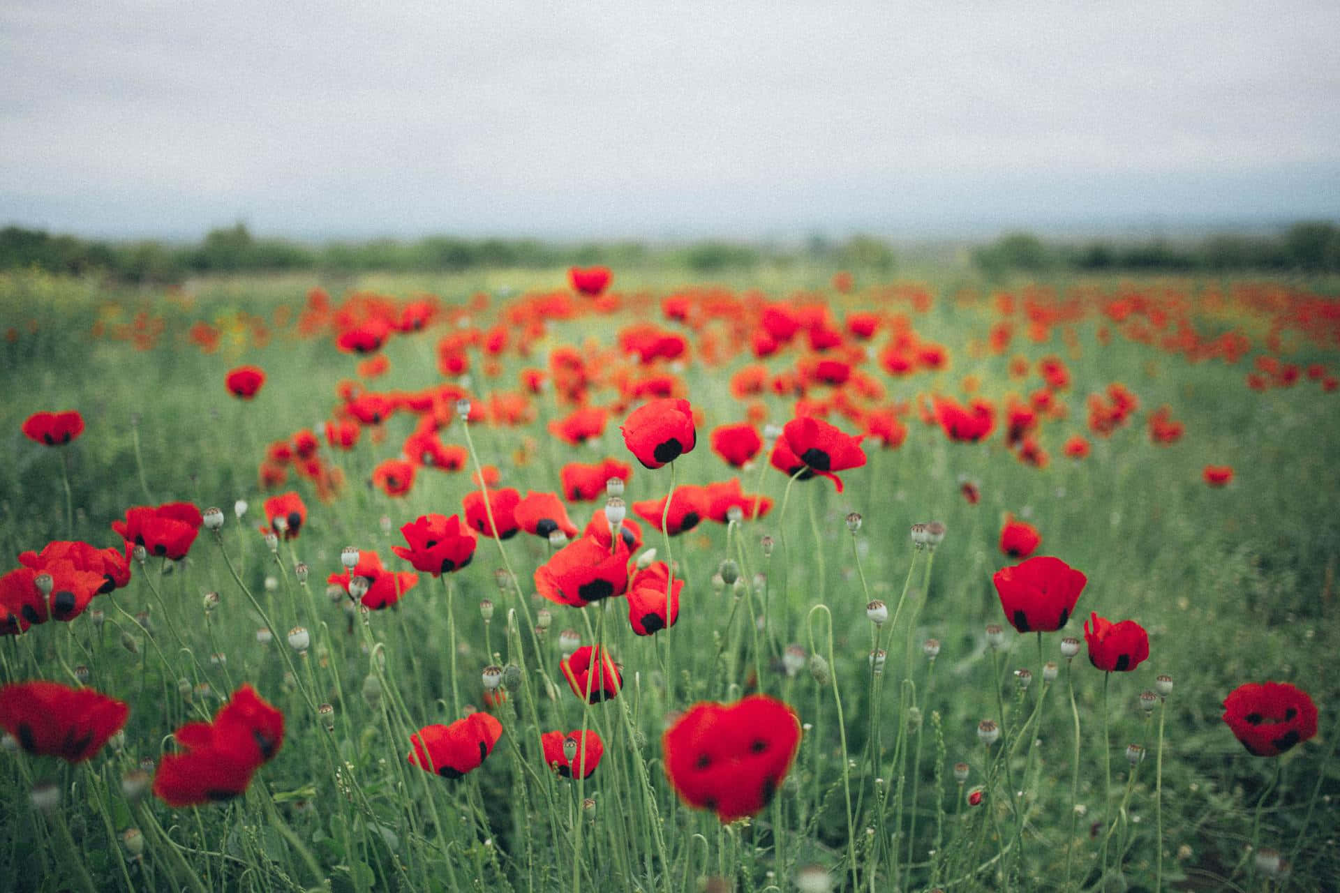 Ettfält Med Röda Blommor