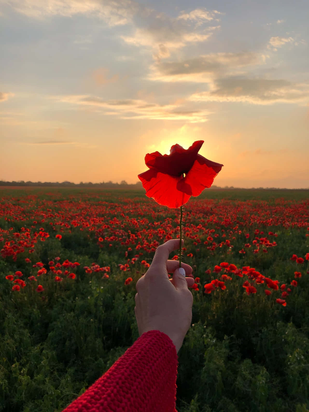 Enperson Som Håller En Röd Blomma På Fältet
