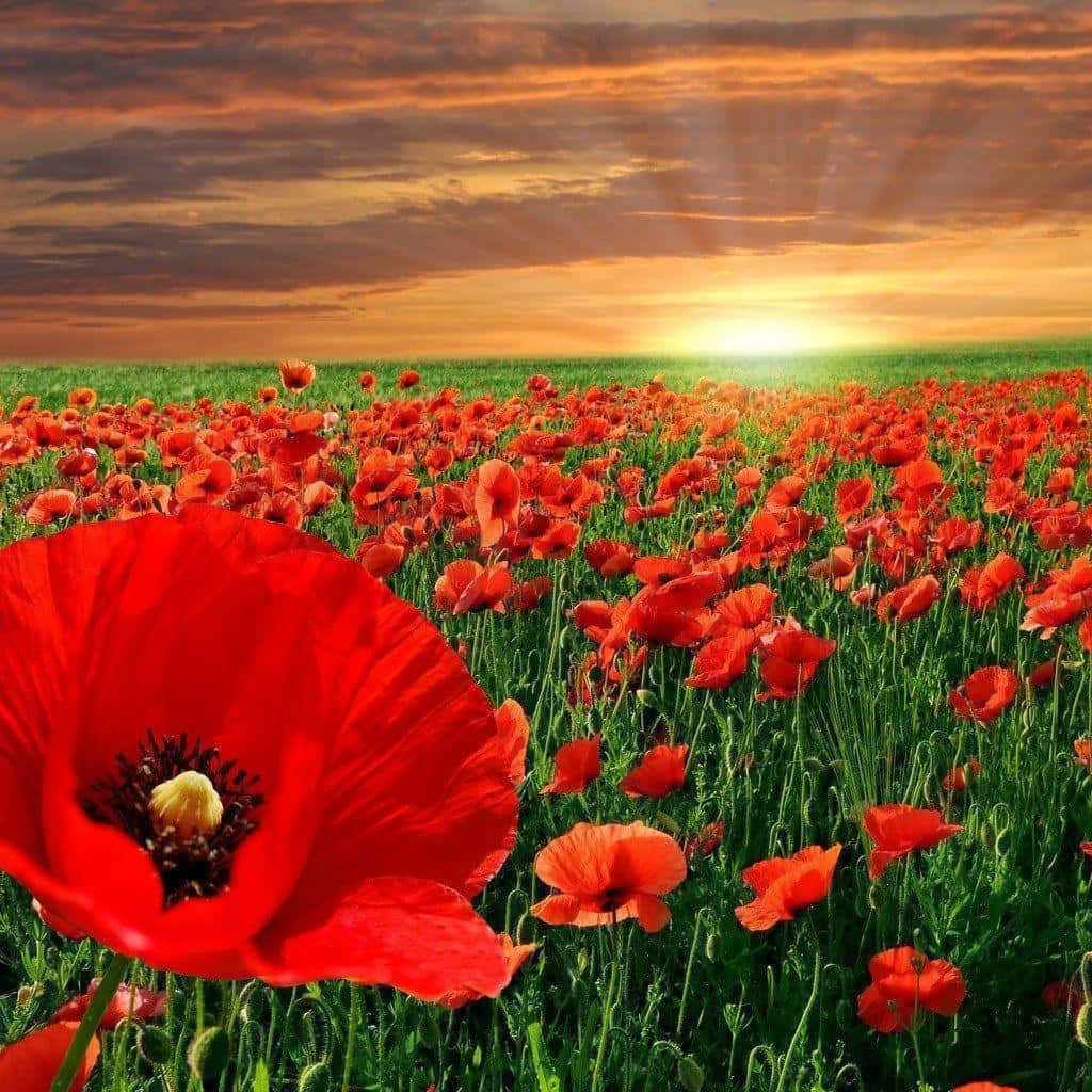 "Lest We Forget - Honoring those who sacrificed so much."