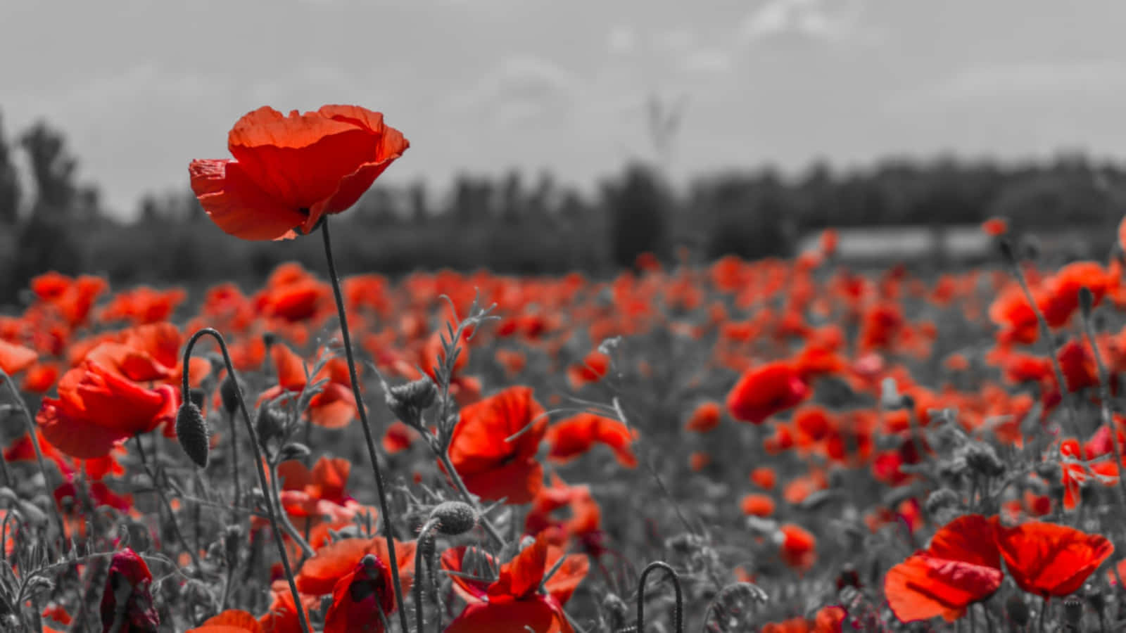 A Field Of Red Poppies In Black And White