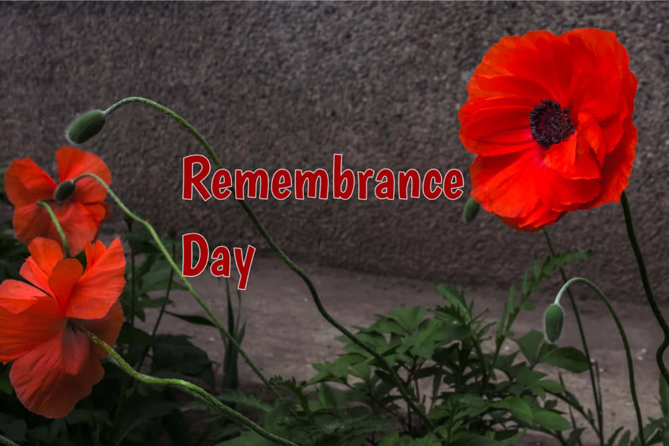 Remembrance Day Wallpapers