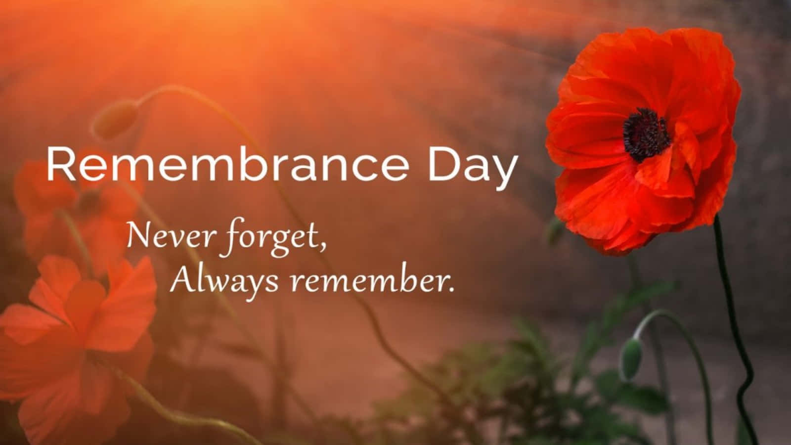 Download Remembrance Day Quotes And Sayings | Wallpapers.com