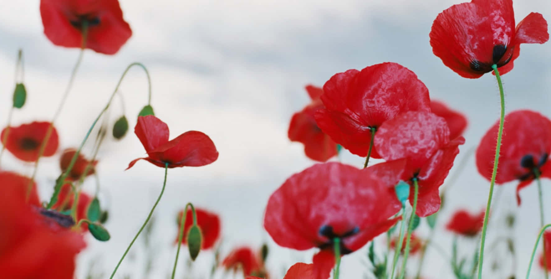 Remembrance Day - A Time to Remember